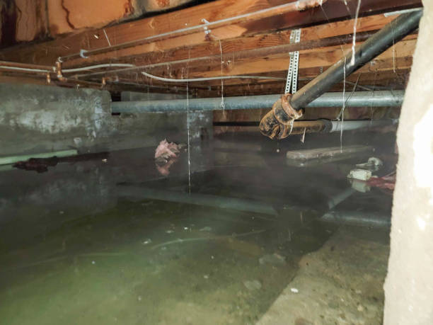 Best Professional water damage repair  in Washington, MO